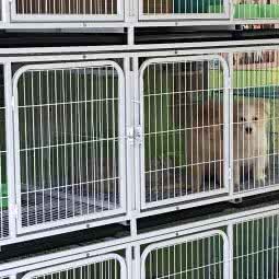 宠物精灵:苏州市