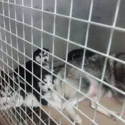 阿三狗场:宁波市