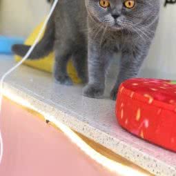 余小姐宠物、猫咖:温州市