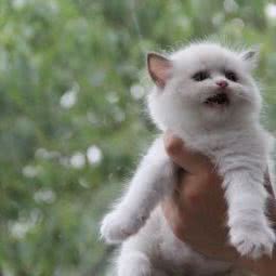 黑罹夫布偶猫舍:绍兴市