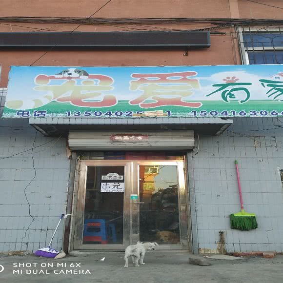 宠爱有家:沈阳市沈北新区虎石台附近