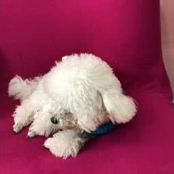 萌宠乐园(江村大道店):宣城市