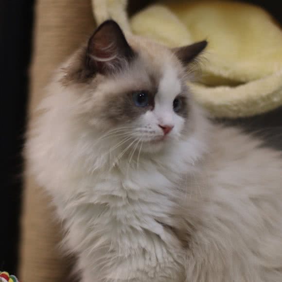 哈彼宠物狗专卖猫馆:沈阳市于洪区于洪广场附近