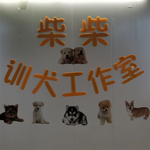 柴柴训犬工作室:长沙市