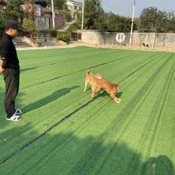 狼道训犬基地:长沙市