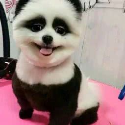 爱宠小镇:沈阳市于洪区于洪新城附近