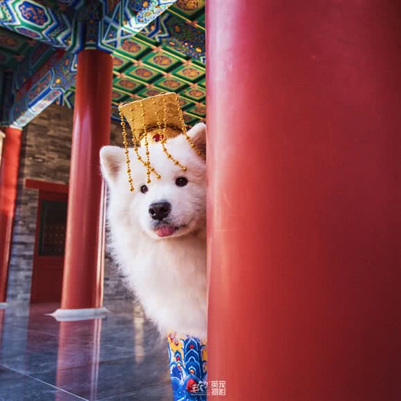 英宠INPET宠物摄影:北京城区朝阳区姚家园附近
