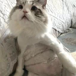 萌宠时代:沈阳市于洪区于洪新城附近