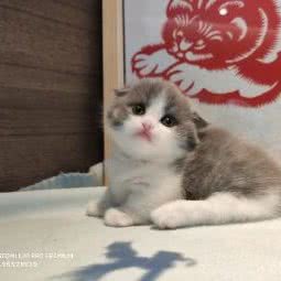 川美猫苑:沈阳市于洪区于洪新城附近