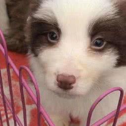 洛可可宠物:黔东南苗族侗族自治州