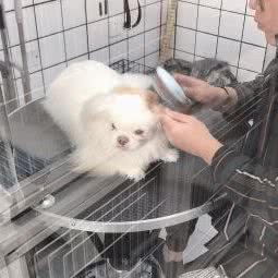 宠爱有+:沈阳市于洪区荷兰村附近