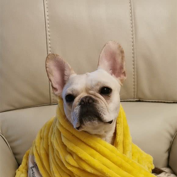 宠主儿宠物休闲会馆:沈阳市于洪区荷兰村附近