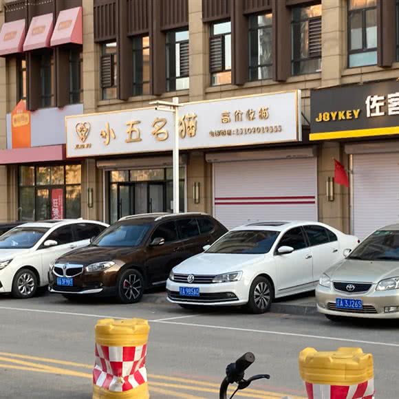 小五名猫:沈阳市于洪区荷兰村附近