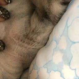 安它宝贝宠物园:铜川市