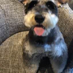 我们的宠物店:沈阳市于洪区荷兰村附近