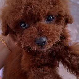 格格宠呵呵:渭南市