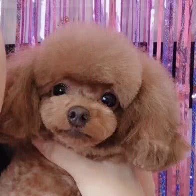 麦嘟宠物生活馆:沈阳市于洪区荷兰村附近