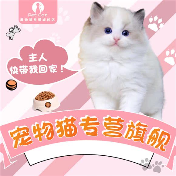 宠物猫专营旗舰店_购宠猫舍:沈阳市于洪区荷兰村附近
