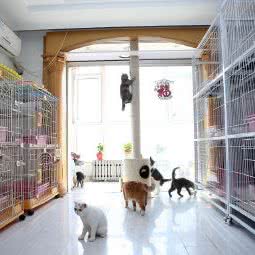 逍遥猫:沈阳市于洪区荷兰村附近