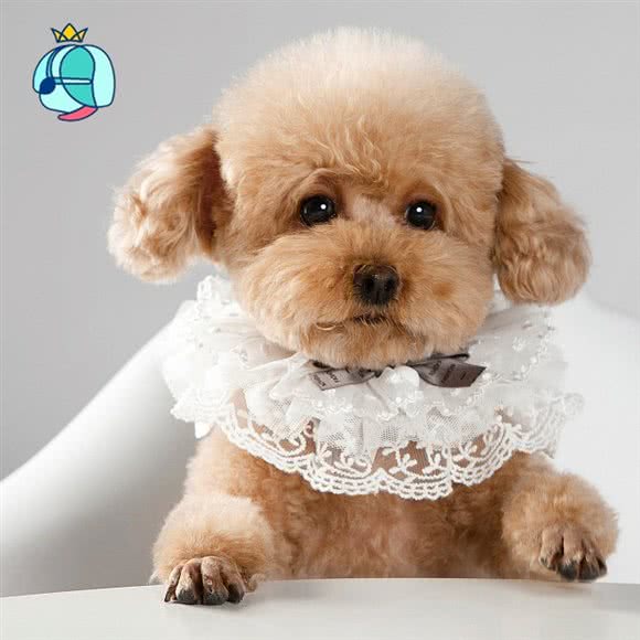 圣宠宠物(立水桥店):北京城区朝阳区立水桥附近