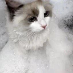 PETKIT小佩宠物(国奥店):沈阳市于洪区国奥现代城附近