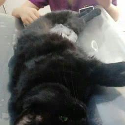 北环动物医院:沈阳市于洪区国奥现代城附近