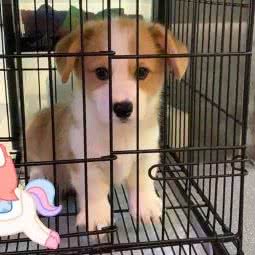 家庭式宠物寄养:沈阳市于洪区丁香湖附近