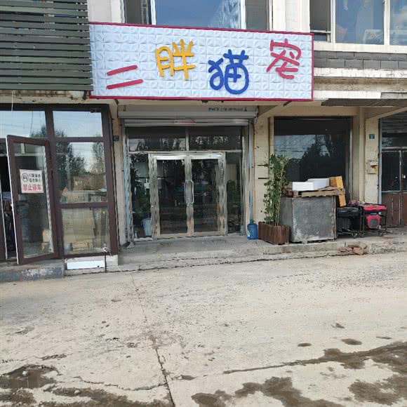 二胖猫宠:沈阳市于洪区沙岭镇附近