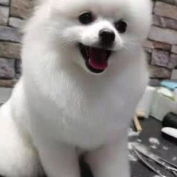 朗朗宠物:沈阳市于洪区和泰馨城附近