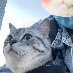 二狗的猫宠物店:大连市中山区胜利广场/青泥洼桥附近