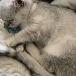 艾宠乐园:北京城区西城区西单附近