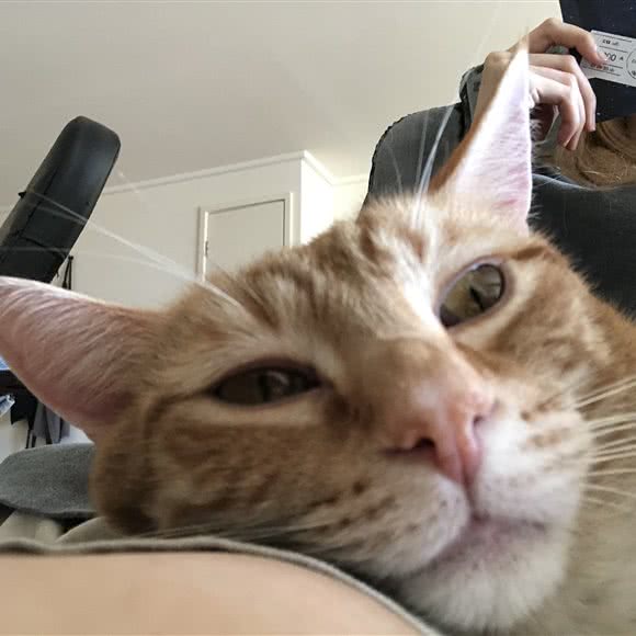 桔子宠物:大连市中山区中山广场/延安路附近