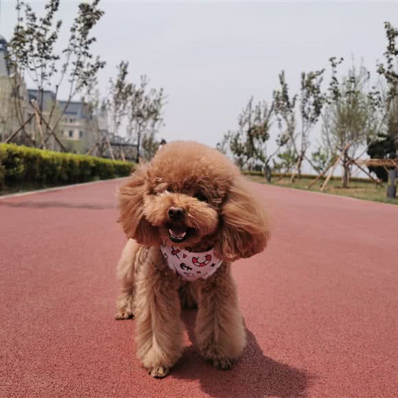 AINA宠物馆:大连市中山区三八广场附近