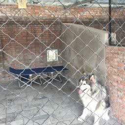 弘恩狗狗寄养:北京城区朝阳区草房附近