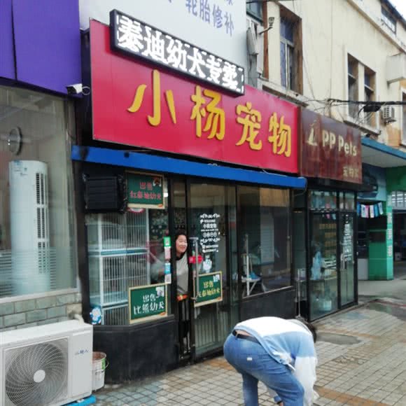 小杨宠物:大连市中山区天津街/人民路附近