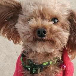 郭家宠物市场:大连市中山区天津街/人民路附近