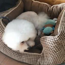 爱贝屋狗狗:大连市中山区老虎滩附近