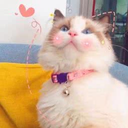 好好宠爱:大连市中山区二七广场附近