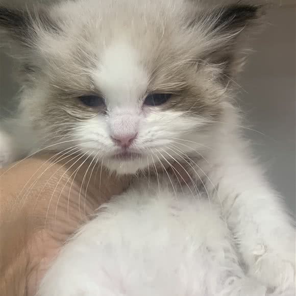 中宝连锁—珍爱动物医院(南楼海景店):大连市西岗区人民广场/新开路附近