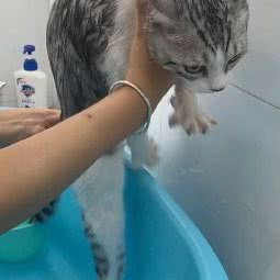 它们宠猫咪专门店:北京城区朝阳区草房附近