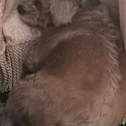 阳光宝贝宠物:大连市西岗区香炉礁附近