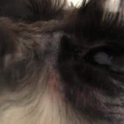 小米宠物平价超市(像素分店):北京城区朝阳区草房附近