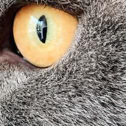 掌萌人宠物生活馆:大连市西岗区香炉礁附近