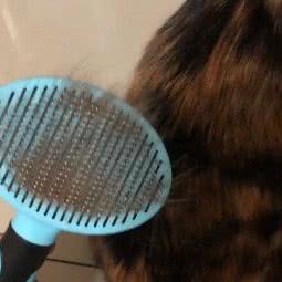 旺晟宠物用品(香炉礁分店):大连市西岗区香炉礁附近