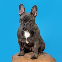 珍爱狗狗诊所:大连市西岗区香炉礁附近