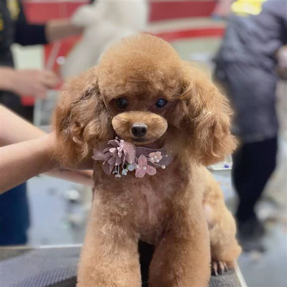 招喵逗狗宠物店:大连市西岗区五一广场附近