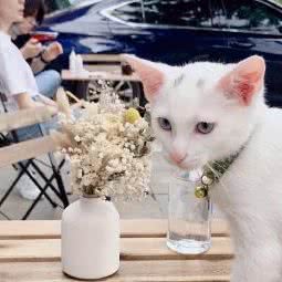 派多格宠物(大连远洋风景店):大连市西岗区五一广场附近