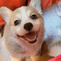 柯基之家:大连市西岗区五一广场附近