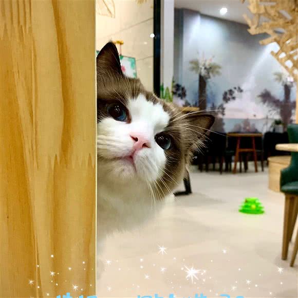 喵索寓言 猫咖:大连市沙河口区西安路沿线附近