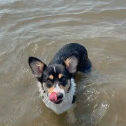 大喜的宠物店:大连市沙河口区西安路沿线附近